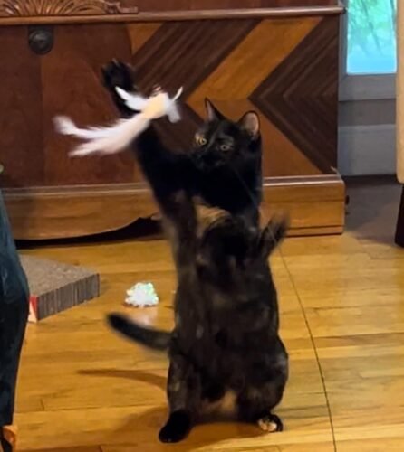 Click to view full screen Interactive Bird Simulation Cat Toy Set | Leo's Paw photo review