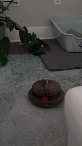 Kitty Kurlz™ photo review