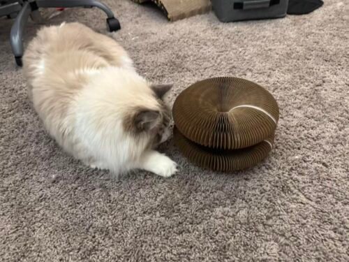 Kitty Kurlz™ photo review