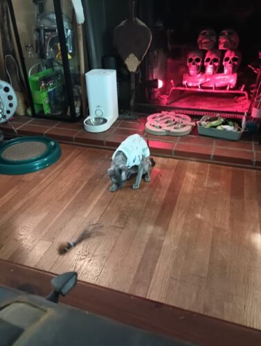 Click to view full screen Interactive Bird Simulation Cat Toy Set | Leo's Paw photo review