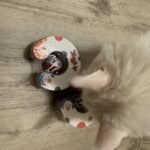 Kitty Kurlz™ photo review