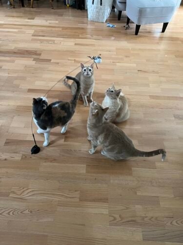 Click to view full screen Interactive Bird Simulation Cat Toy Set | Leo's Paw photo review