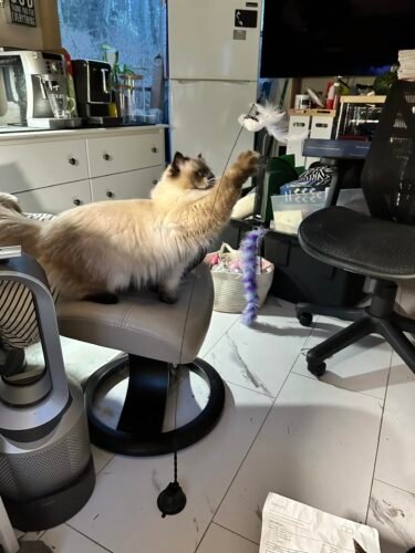 Click to view full screen Interactive Bird Simulation Cat Toy Set | Leo's Paw photo review