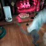 Interactive Bird Simulation Cat Toy Set | Leo's Paw photo review