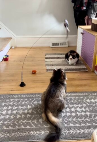 Click to view full screen Interactive Bird Simulation Cat Toy Set | Leo's Paw photo review