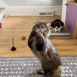 Interactive Bird Simulation Cat Toy Set | Leo's Paw photo review