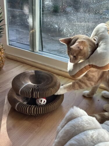 Kitty Kurlz™ photo review