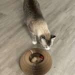 Kitty Kurlz™ photo review