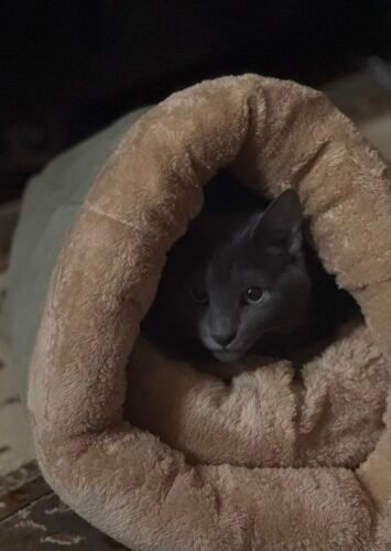 Click to view full screen Interactive Bird Simulation Cat Toy Set | Leo's Paw photo review