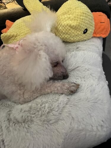 Click to view full screen Durable Duck | The Anxiety-Relief Toy Dogs Can’t Destroy photo review