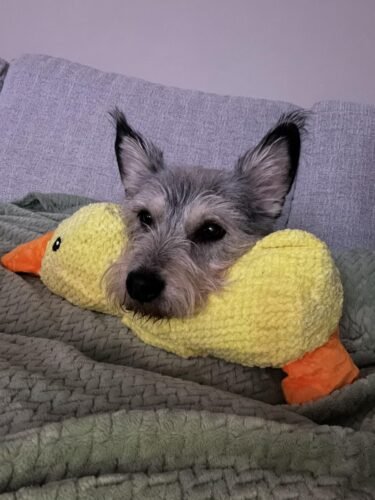 Click to view full screen Durable Duck | The Anxiety-Relief Toy Dogs Can’t Destroy photo review