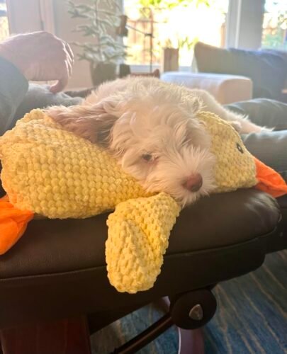 Click to view full screen Durable Duck | The Anxiety-Relief Toy Dogs Can’t Destroy photo review