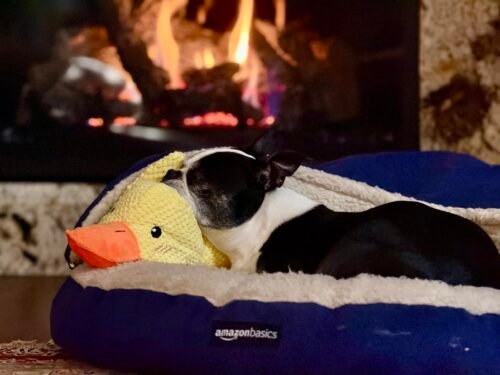 Click to view full screen Durable Duck | The Anxiety-Relief Toy Dogs Can’t Destroy photo review