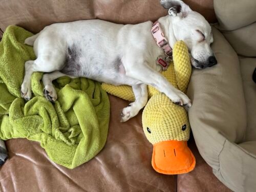 Click to view full screen Durable Duck | The Anxiety-Relief Toy Dogs Can’t Destroy photo review